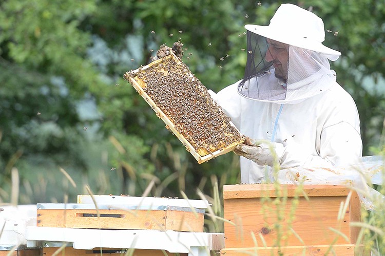 Ihlamurdan bal akıyor!..