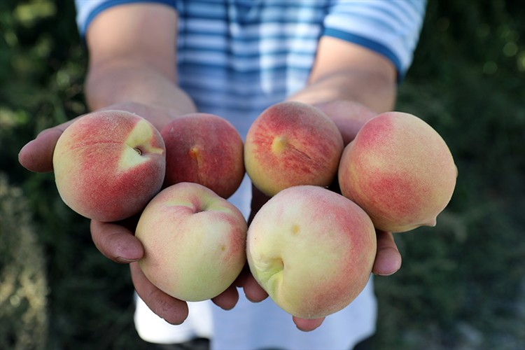 Iğdır şeftalisinde 4 bin 500 ton rekolte bekleniyor