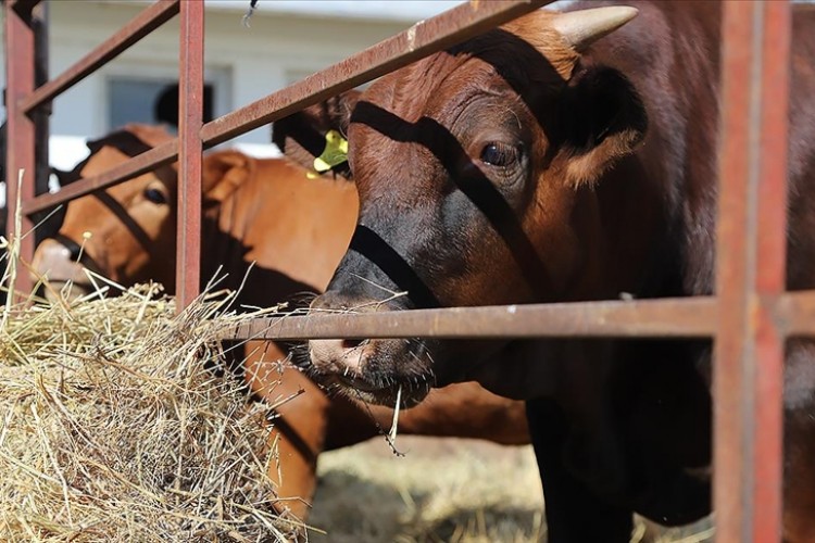 Sığır tüberkülozuna karşı hayvan transferi testlerine yeni düzen