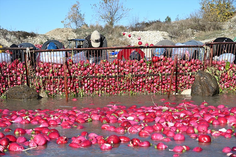 Tescilli Kadirli turpunda hasat dönemi başladı