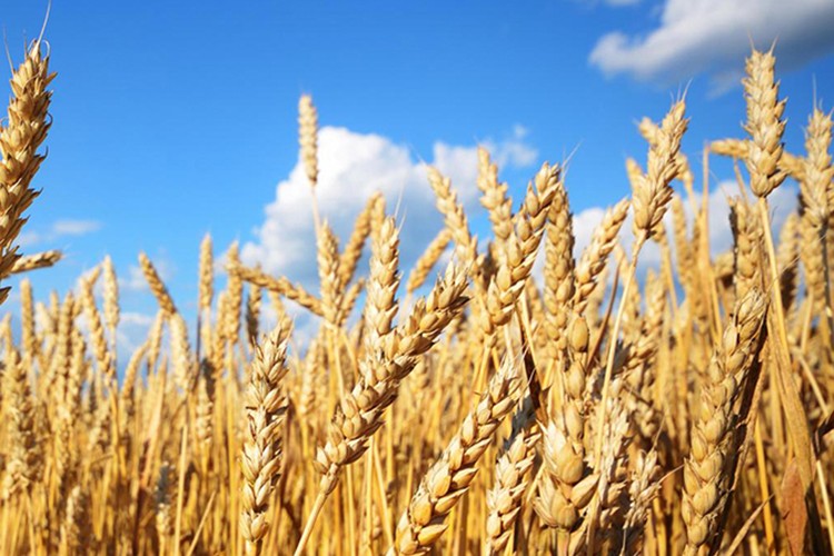 Buğdayın fiyatı nasıl belirleniyor?