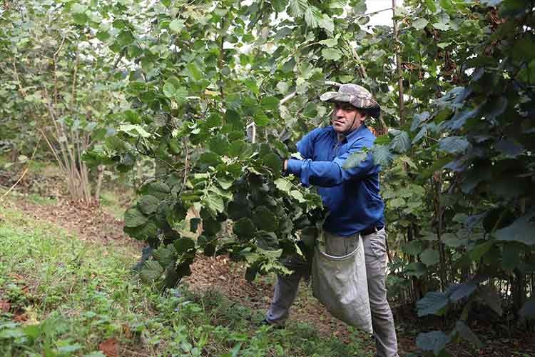 Fındık Dalda, Aklın İşçide Kalmasın Projesi