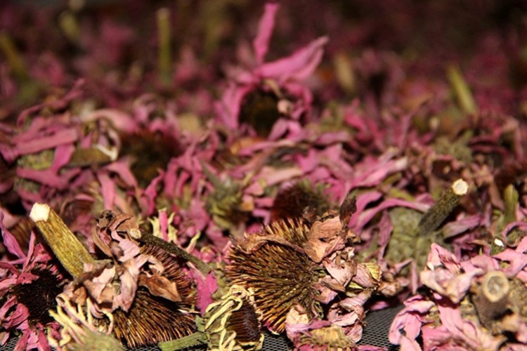 Aromatik bitkiler köylüye şifa oluyor