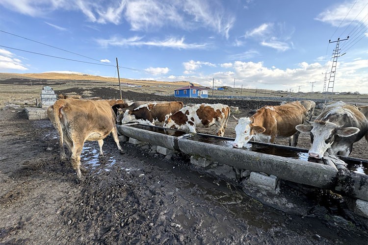 Ardahan'da hayvancılık potansiyeli artıyor