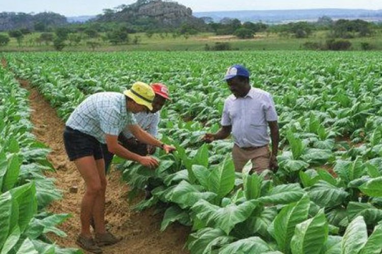 Zimbabve mısır ithalatını yasakladı
