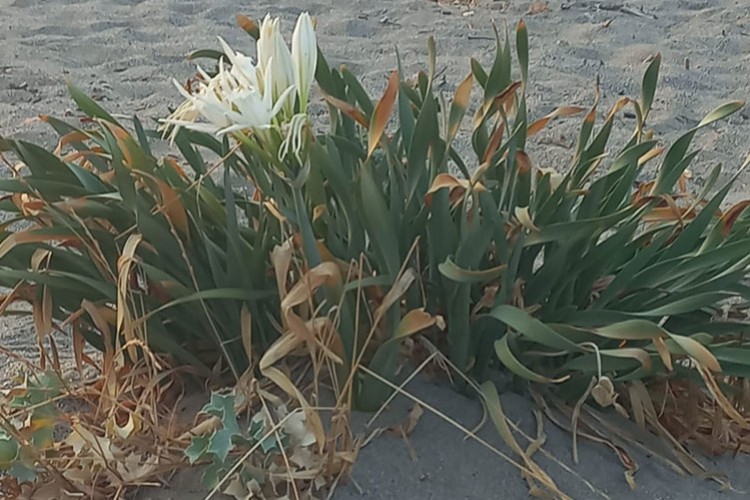 Kum zambakları Samsun sahillerinin süsü oldu