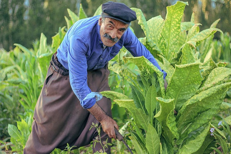 Tütünde açık artırma