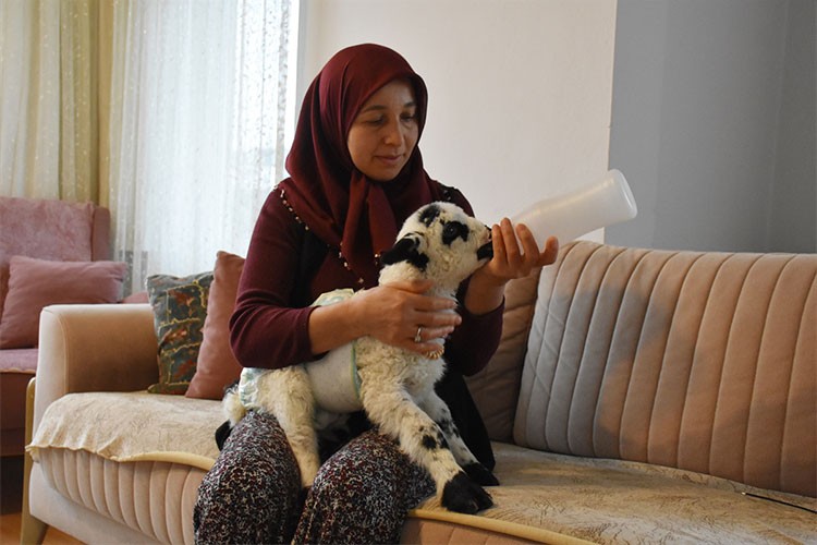 Evinde biberonla beslediği kuzuyla mahallede de geziyor