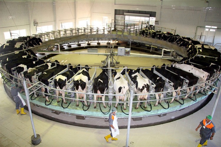 Süt üretiminin  %58 kayıtdışı