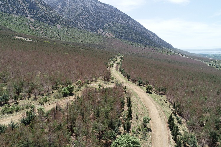 Ormanlar tırtılla yok olmaz