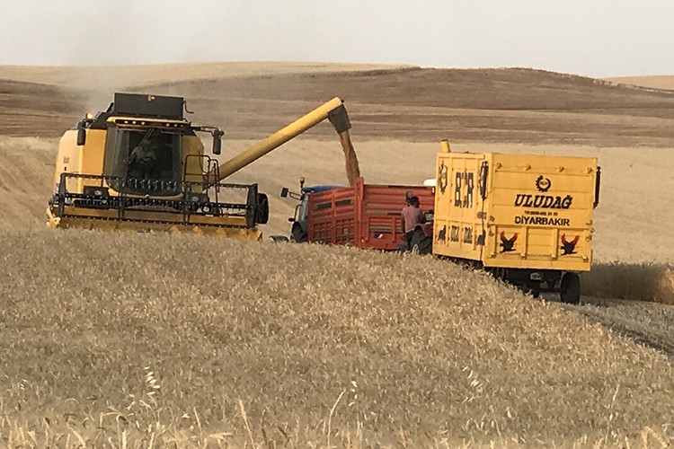 Diyarbakır'da buğday verimi dekarda yüzde 23 arttı