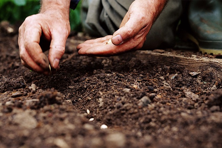 Türkiye tohum sektöründe küresel oyuncu haline geldi