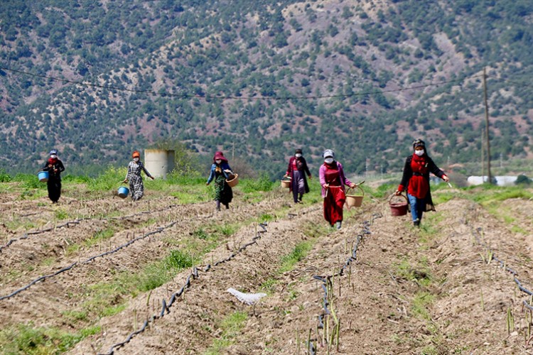 Kadınların hasat ettiği kuşkonmaz ihraç ediliyor