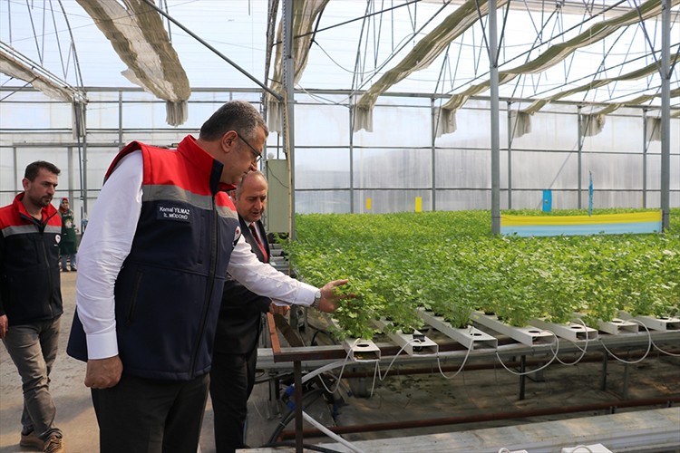 Samsun'da topraksız tarım yöntemiyle yetiştirilen maydanozun hasadı yapıldı