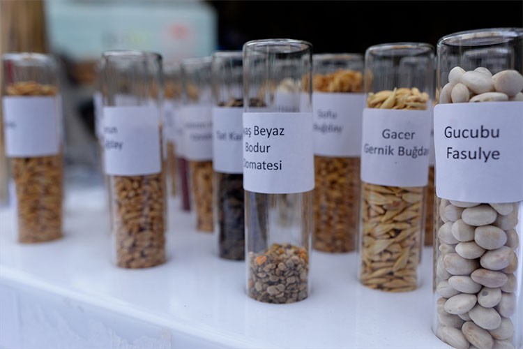 Ata tohumları Tarım Kredi marketlerde satılacak