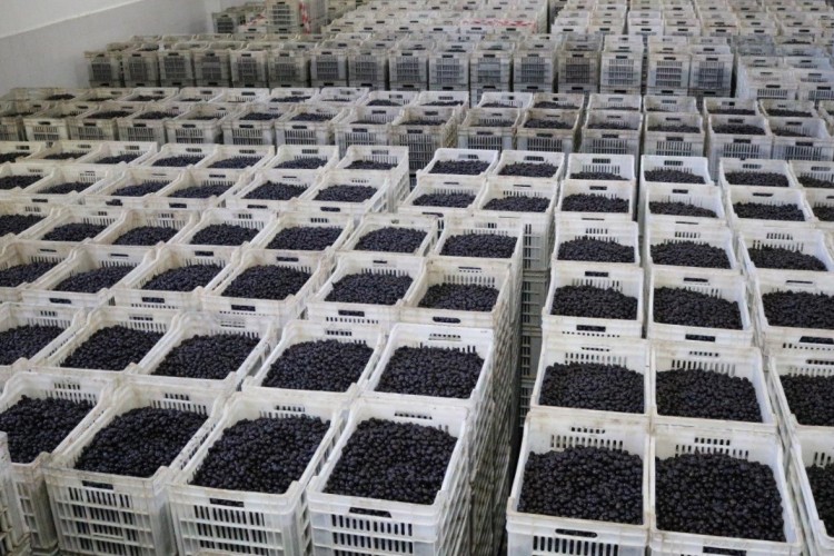 Marmarabirlik kampanya döneminde 2 milyar 823 milyon liralık ürün aldı