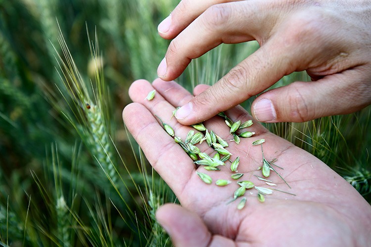 Hububat fiyatıyla çiftçiyi kalitesiyle de un sanayicisini sevindirdi