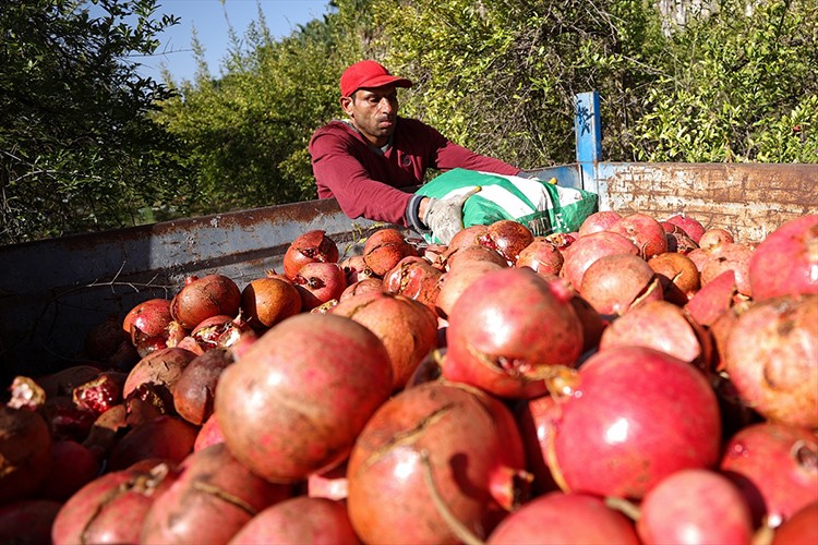 Antalya'dan 51 ülkeye nar ihracatı