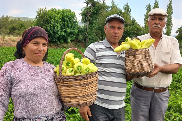 Denizli'de Kale biberinin hasadına başlandı
