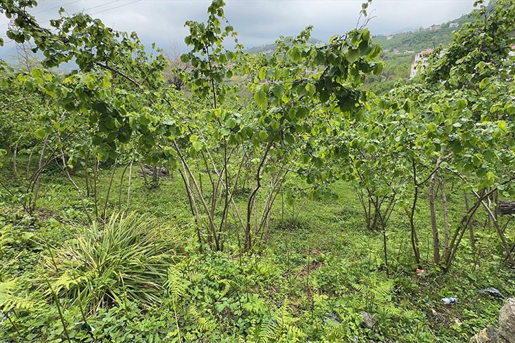 Fındıkta verim düşüklüğüne örnek bahçeyle çözüm aranacak