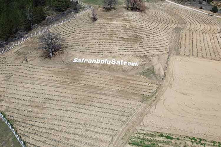 Safrana verilen desteğin üretim miktarına yansıması bekleniyor
