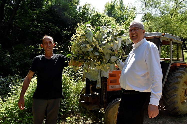 Karacabey'deki ıhlamur ormanlarında hasat zamanı