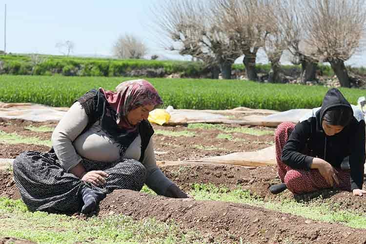 Adıyaman'da baharın gelmesiyle çiftçiler tarımsal faaliyetlere başladı