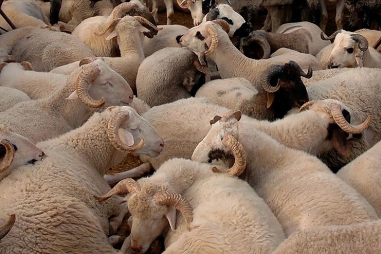 Zincir marketlerden adrese teslim kurbanlık hizmeti