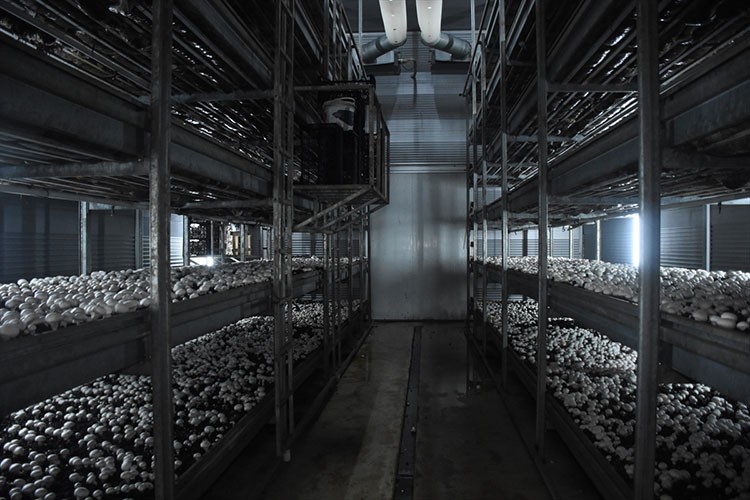 Kurduğu tesiste ayda ortalama 15 ton mantar üretiyor