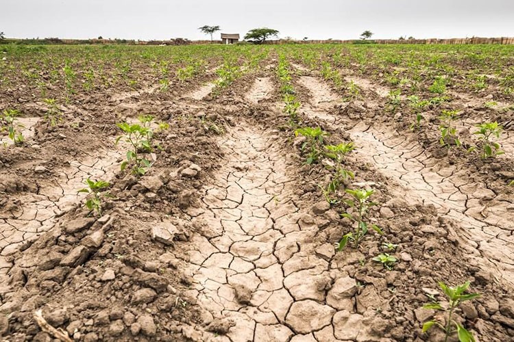 Çukurova'da kuraklık alarmı