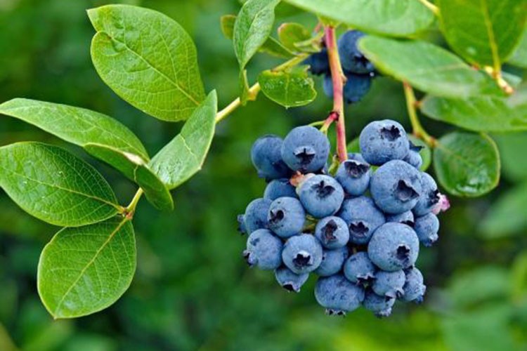 Yaban mersininin verimi bu sene ortalamanın üzerinde