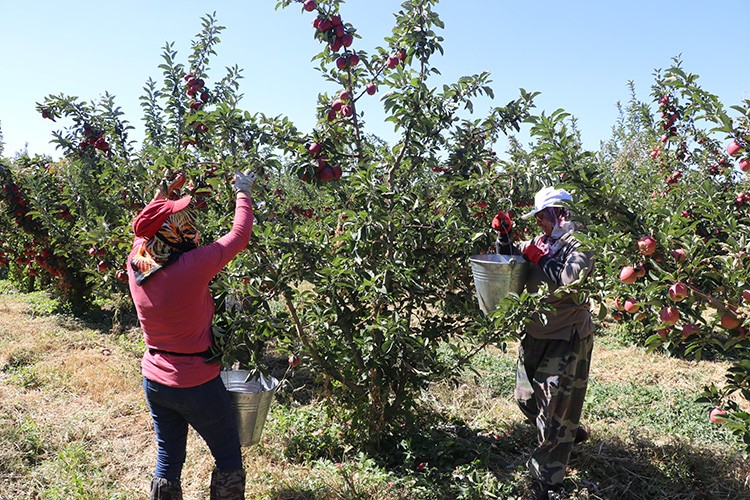 Çivril'de rekolte beklentisi 180 bin ton