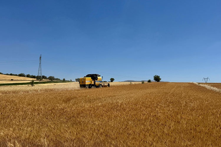 Isparta'da hububat hasadı başladı