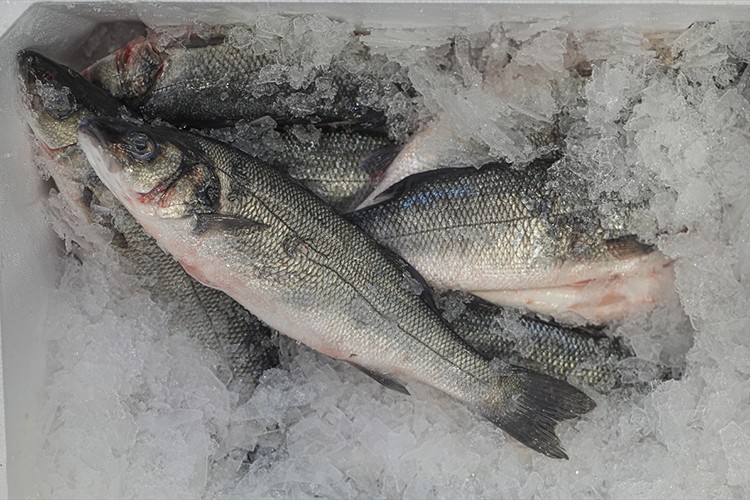 Su ürünlerinde yeni rekor beklentisi arttı