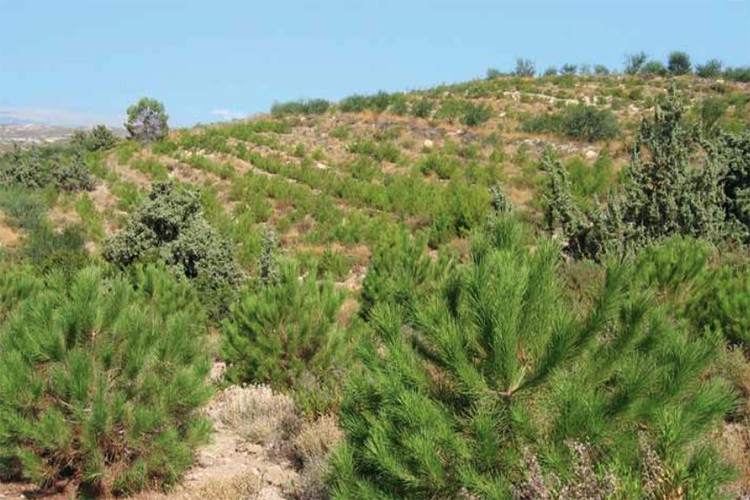 Roche Türkiye'den 100. Yıl Cumhuriyet Ormanı