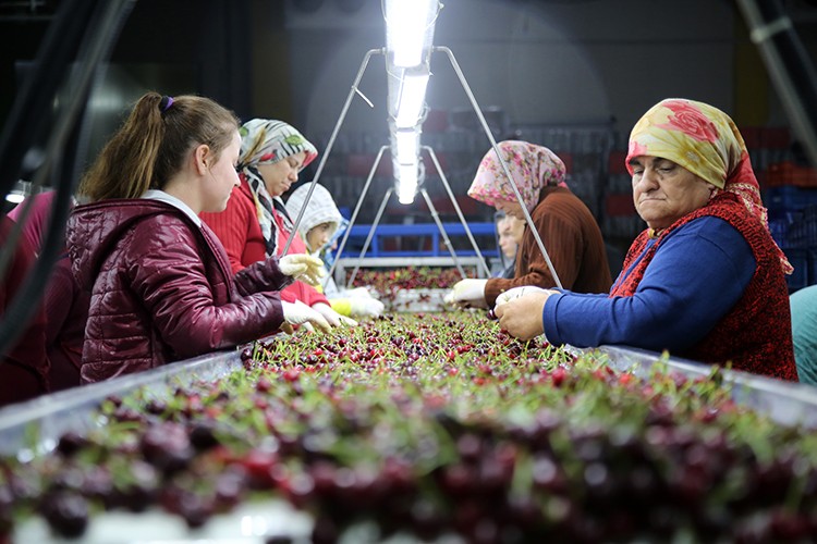 Kiraz umutlu başladı