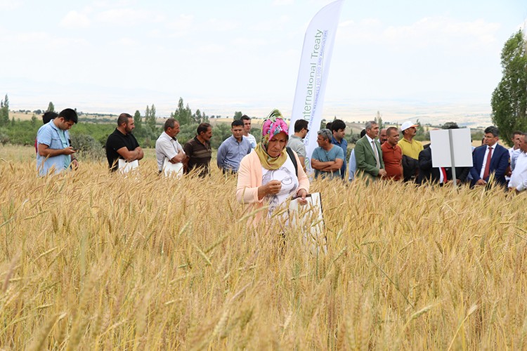 Yerel Buğday Tarla Günü