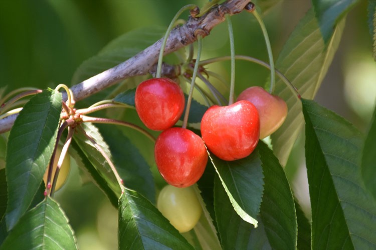 Sultandağı kirazı bu yıl da ağızları tatlandıracak