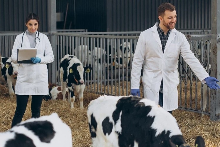 Bruselloz hastalığıyla mücadeleye ilişkin esaslar düzenlendi