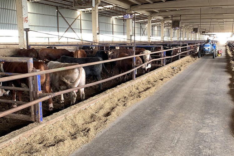 Türkiye'deki hayvan çiftliklerinin üretim kapasitesi yeni tipolojiyle artırılacak