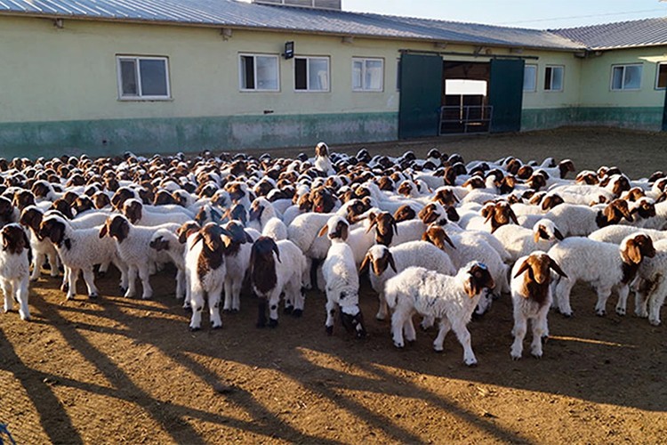 TİGEM 700 reforme küçükbaş hayvan satacak