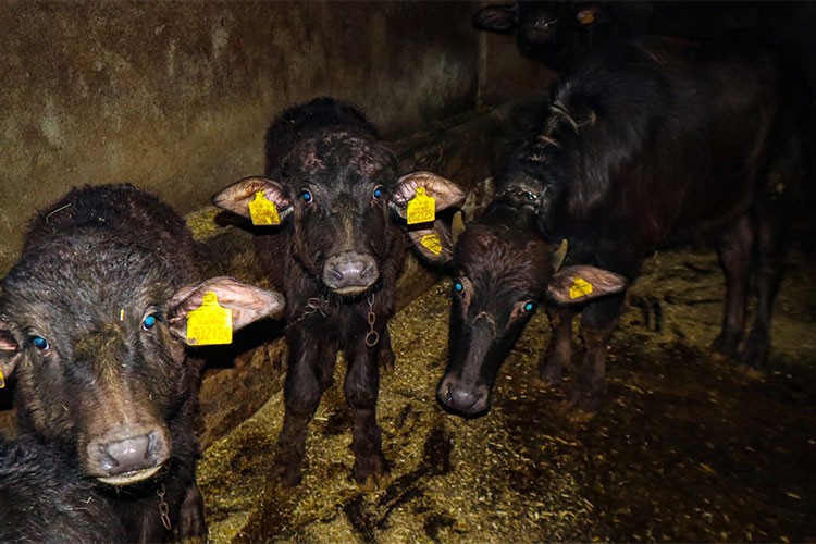 Iğdır'da manda sayısı geçen yıla oranla yüzde 80 arttı