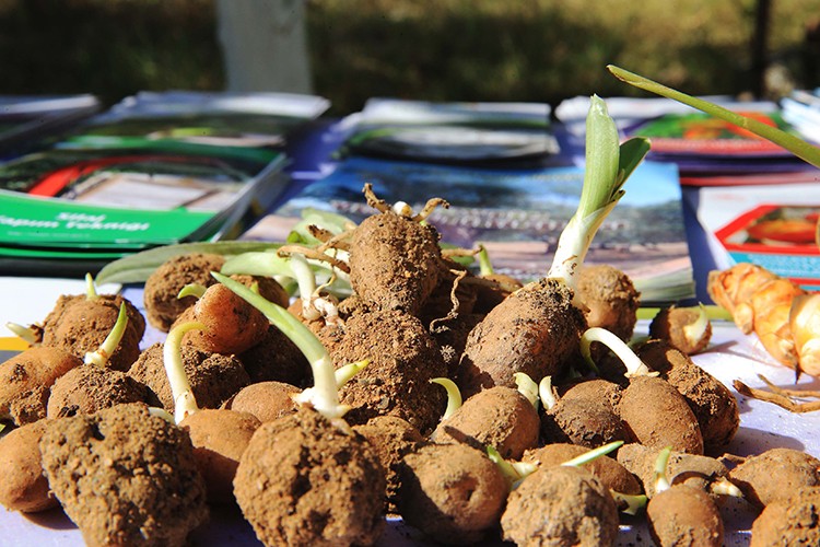 Salep yetiştiren üreticiler talebe yetişemiyor