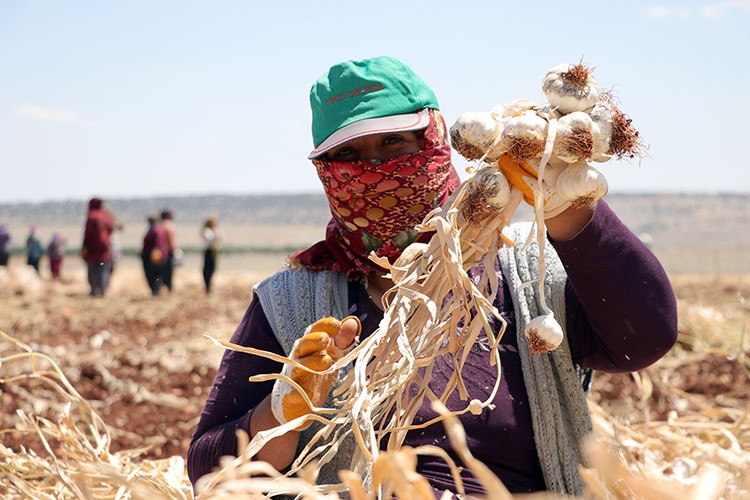 Bu yıl 45 bin ton rekolte hedefleniyor