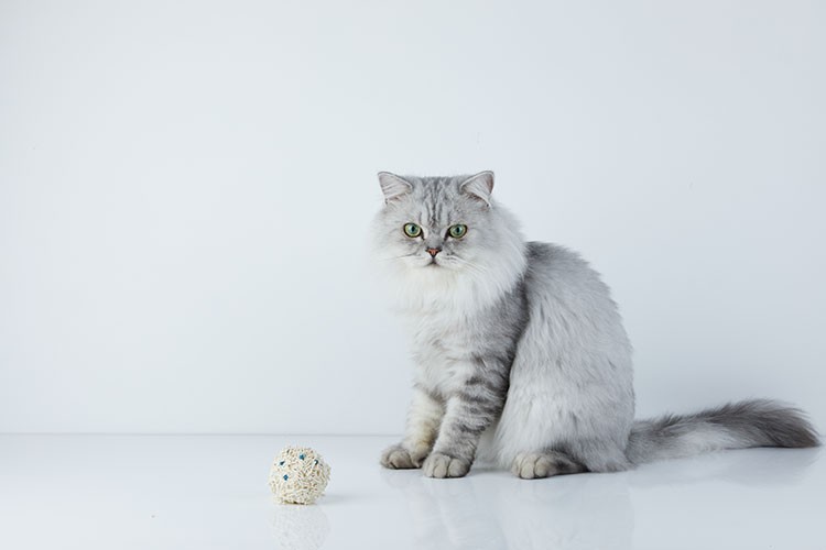 Akıllı kedi kumuyla evde 3 saniyede sağlık taraması