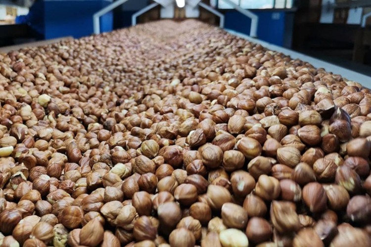 Türkiye fındık ihracatından 2,3 milyar dolar gelir sağladı