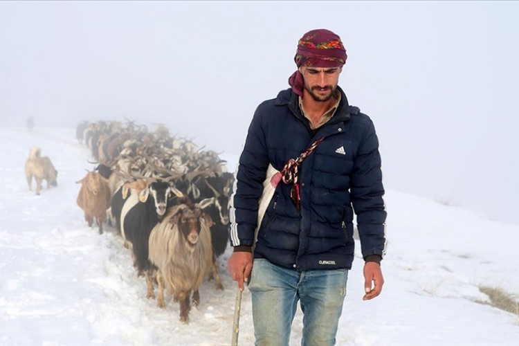 MUŞ'TA BESİCİLER KARLI YOLLARI AŞTI