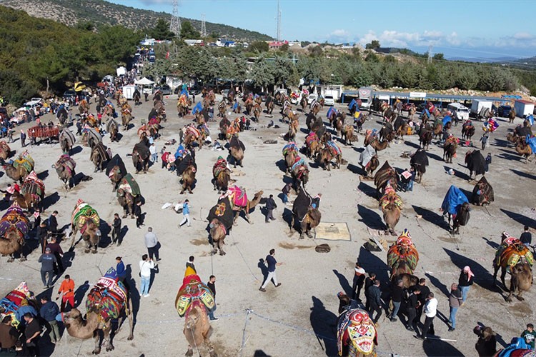 Bodrum'da "Geleneksel Deve Güreşi Festivali" yapıldı