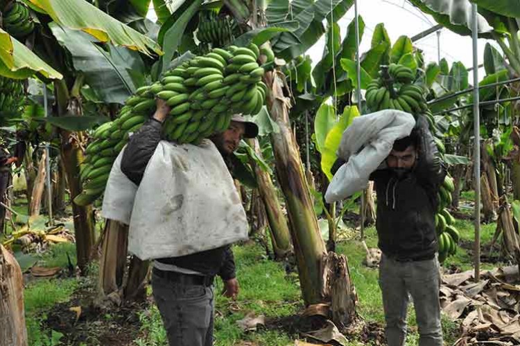 Muzda 40 bin ton rekolte bekleniyor