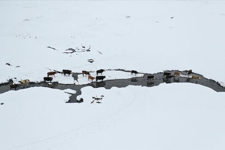 Karla kaplı Ağrı'da besiciler, hayvanlarının su ihtiyacını derede karşılıyor